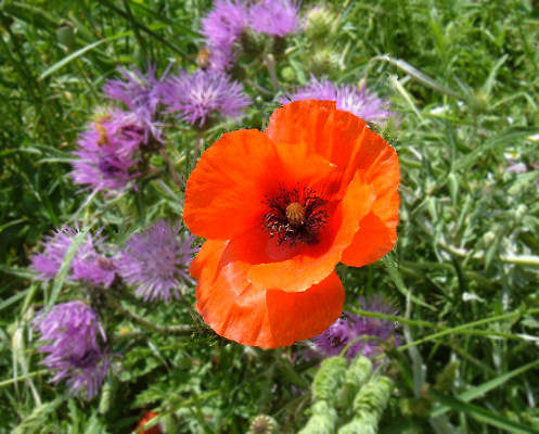  Image name: papavero3.jpg 
 width: 497 pixel 
 height: 400 pixel 
 Size: 47268 bytes 
 Click to enlarge 